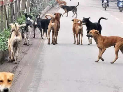 কুকুরের রক্তদানে বাঁচল কুকুরের প্রাণ, সিউড়িতে নজির