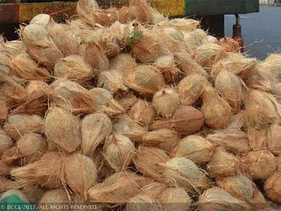 lucky temple coconut : दिव्य नारळ! कर्नाटकमधील फळ विक्रत्याने मोजले ६.५ लाख रुपये