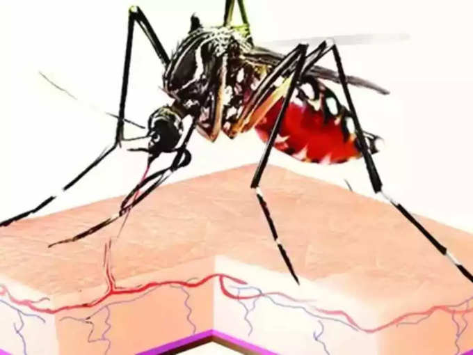 कैसे पहचानें डेंगू वाला बुखार?
