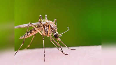 Dengue: कैसा दिखता है डेंगू मच्छर, आस-पास कैसे करें इसकी पहचान? जानिए