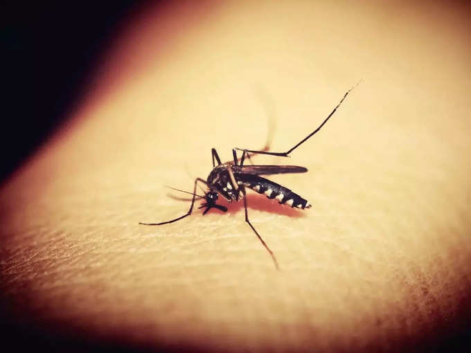 ​डेंगू मच्छर के काटने का व्यवहार