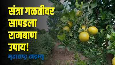 Amravati : संत्रा गळतीवर कृषी शास्त्रज्ञांनी सांगितला रामबाण उपाय
