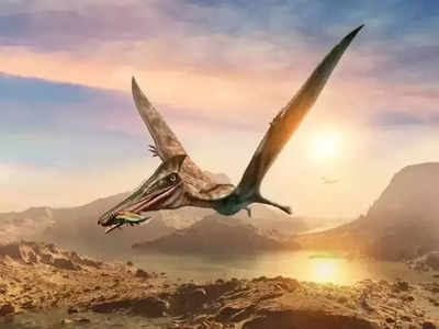 आसमान पर 16 करोड़ साल पहले राज करते थे ड्रैगन, 30 फीट लंबे पखों से भरते थे उड़ान, मिले सबूत