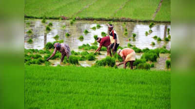 दिनभर की मेहनत पर किसान को मिलते हैं 27 रुपये, मनरेगा की मजदूरी 200 से ज्यादा, कैसी है बेबसी!