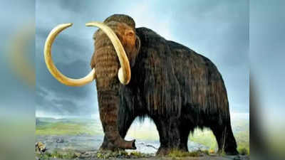 Woolly Mammoths: जिनके चलने से थर्रा जाती थी धरती, उन विशालकाय हाथियों का होगा पुनर्जन्म