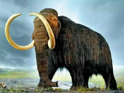 Woolly Mammoths: जिनके चलने से थर्रा जाती थी धरती, उन विशालकाय हाथियों का होगा पुनर्जन्म