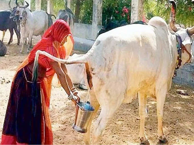 ​गौमूत्र पीने के अन्य स्वास्थ्य लाभ-