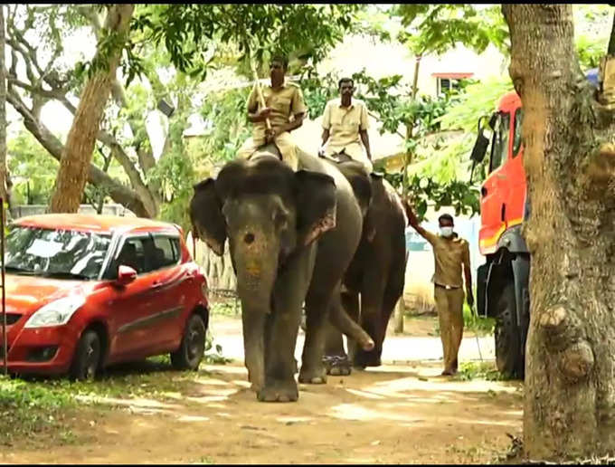 mysuru dasara elephant