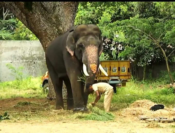 mysuru dasara elephant