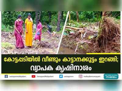 കോട്ടപ്പടിയില്‍ വീണ്ടും കാട്ടാനക്കൂട്ടം ഇറങ്ങി; വ്യാപക കൃഷിനാശം