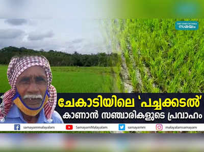 ചേകാടിയിലെ പച്ചക്കടല്‍ കാണാന്‍ സഞ്ചാരികളുടെ പ്രവാഹം