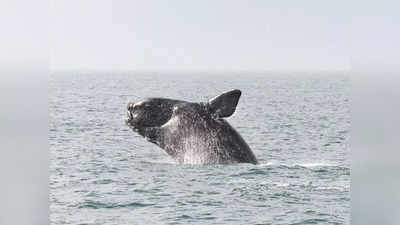 Right Whales: अटलांटिक महासागर में गर्म होते पानी ने राइट वेल मछलियों को विलुप्ति की ओर धकेला, क्यों दर-बदर हुई आबादी?