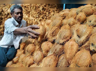 ತೆಂಗಿನಕಾಯಿ ಬೆಲೆ ಭಾರೀ ಕುಸಿತ: ಕಂಗಾಲಾಗಿ ತೆಂಗು ಕೊಯ್ಯುವುದನ್ನು ನಿಲ್ಲಿಸಿದ ಕೃಷಿಕರು!