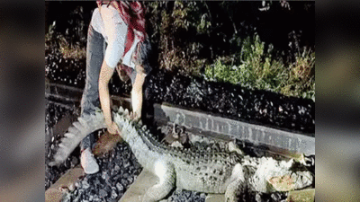 Crocodile on Rail Track: वडोदरा-मुंबई के बीच ट्रैक पर पड़ा था घायल मगरमच्छ, रेस्क्यू ऑपरेशन के लिए 25 मिनट रोकी गई राजधानी एक्सप्रेस