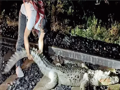 Crocodile on Rail Track: वडोदरा-मुंबई के बीच ट्रैक पर पड़ा था घायल मगरमच्छ, रेस्क्यू ऑपरेशन के लिए 25 मिनट रोकी गई राजधानी एक्सप्रेस