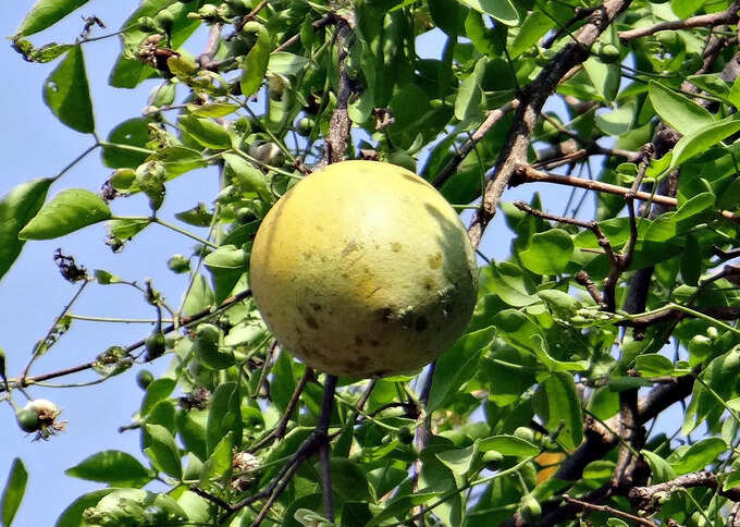 ​ಬಿಲ್ವ ಮತ್ತು ಆಲದ ಮರ