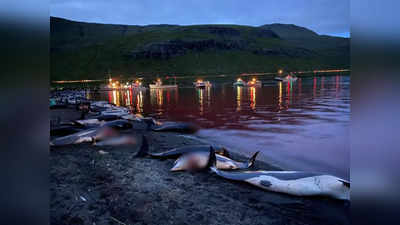 Dolphins Mass Hunt Video: मनोरंजन के लिए 1428 डॉल्फिन का सामूहिक शिकार, खून से लाल दिखा समुद्र का किनारा