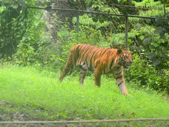 পায়ে পড়ি বাঘমামা...