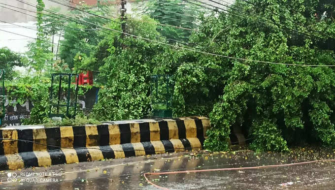 बारिश की वजह से कई जगहों पर पेड़ गिरने की खबर है।