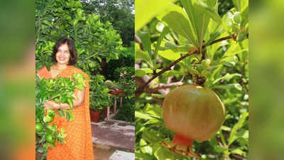 Pomegranate leaf benefits: लाल दाने ही नहीं अनार के पत्ते भी हैं गुणकारी, एक्सपर्ट ने बताए ये 5 बड़े फायदे