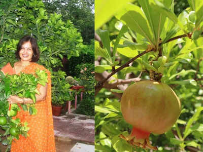Pomegranate leaf benefits: लाल दाने ही नहीं अनार के पत्ते भी हैं गुणकारी, एक्सपर्ट ने बताए ये 5 बड़े फायदे