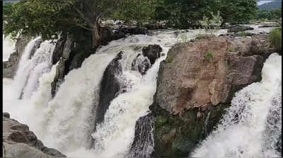 ஒகேனக்கலில் வெள்ளம்... இறங்கினால் உயிருக்கே ஆபத்து!