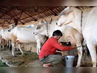 ರಾಸುಗಳ ಸಾಕಣೆ ವೆಚ್ಚ ಹೆಚ್ಚಳ.. ಹಾಲಿನ ಬೆಲೆ ಇಳಿಕೆ..! ಸಂಕಷ್ಟದಲ್ಲಿ ಹೈನೋದ್ಯಮ..