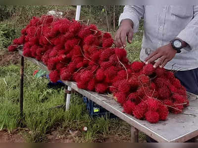 ​​ಕೊಡಗು - ಮಂಗಳೂರು ಹೆದ್ದಾರಿಯಲ್ಲಿ ರ್‍ಯಾಂಬುಟನ್ ವಿದೇಶಿ ಹಣ್ಣಿನ ದರ್ಬಾರ್‌..!