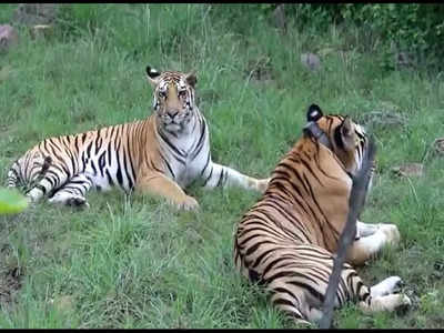 बिछड़ गए हीरा और पन्ना, टाइगर रिजर्व में वर्षों तक साथ रहे दो बाघों की टूट गई दोस्ती