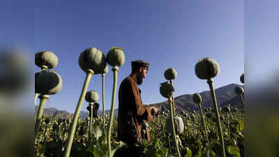 अफगानिस्तान, अफीम और तालिबान: GDP का 11% , पुलिस से ज्यादा पहरेदारों की सैलरी...नशे के नेटवर्क की पूरी कहानी