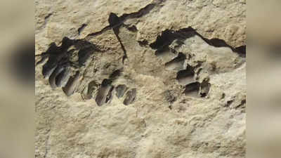 तिब्‍बत के कीचड़ में मिला दो लाख साल पुराना खजाना, देखें इंसान के नन्‍हें कदमों के निशान