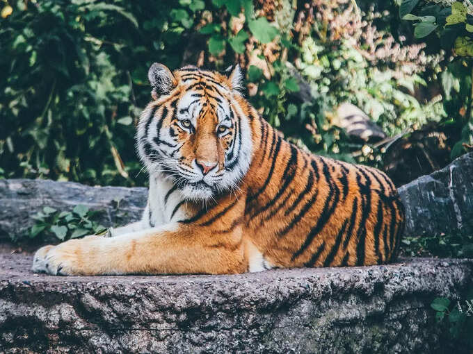 बेंगलुरु से बन्नेरघट्टा राष्ट्रीय उद्यान - Bangalore to Bannerghatta National Park in Hindi