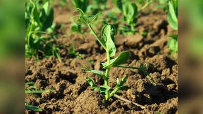 Green Peas Farming Business Idea: ये खेती सिर्फ 4 महीने में देती है लागत से दोगुना मुनाफा, एक ट्रिक आजमा ली तो और बढ़ जाएगी कमाई!