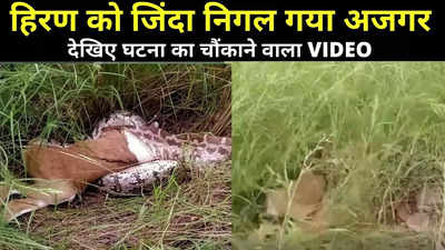 Baran News: हिरण को जिंदा निगल गया अजगर, घटना का VIDEO देख आपके भी खड़े हो जाएंगे रोंगटे