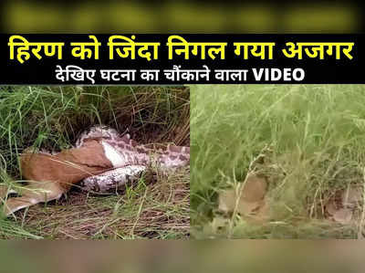 Baran News: हिरण को जिंदा निगल गया अजगर, घटना का VIDEO देख आपके भी खड़े हो जाएंगे रोंगटे