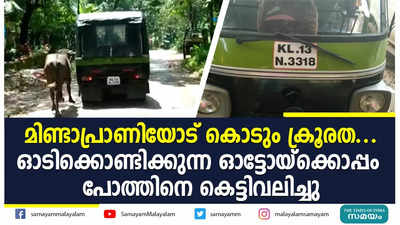 മിണ്ടാപ്രാണിയോട് കൊടും ക്രൂരത....ഓടിക്കൊണ്ടിക്കുന്ന ഓട്ടോയ്‌ക്കൊപ്പം പോത്തിനെ കെട്ടിവലിച്ചു