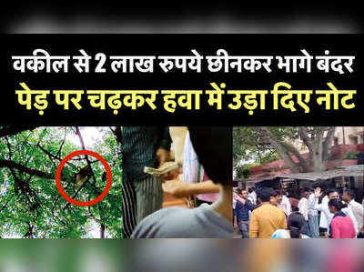 वकील से 2 लाख रुपये छीनकर भागे बंदर, पेड़ पर चढ़कर हवा में उड़ा दिए नोट