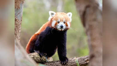 Red Panda Day: రెడ్ పాండాల విశేషాలు తెలుసా?