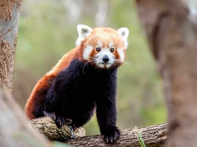 Red Panda Day: రెడ్ పాండాల విశేషాలు తెలుసా?