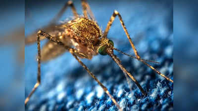 डेंगू और मलेरिया जैसी गंभीर बीमारियों से बचाव के लिए इस्तेमाल करें ये Sprays, मिनटों में पाएं राहत