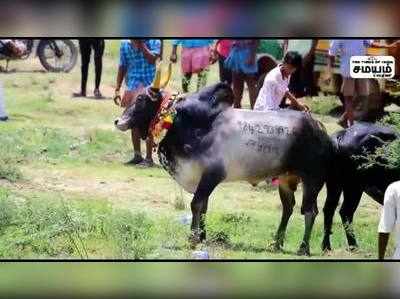 காளை மாடு முட்டியதில் காவல் ஆய்வாளர் காயம்!