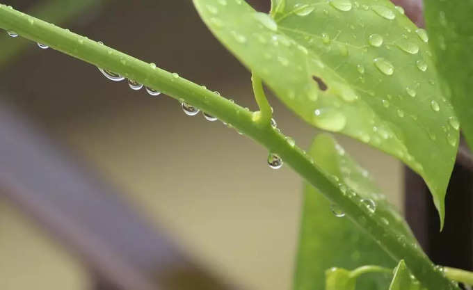 গিলয় কী ভাবে ব্যবহার করবেন?