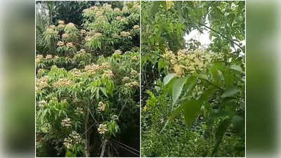 മാധവിക്കുട്ടിയുടെ ഓർമ്മകൾ ഉണർത്തി കനകക്കുന്നിൽ നീർമാതളം പൂത്തു...വീഡിയോ കാണാം