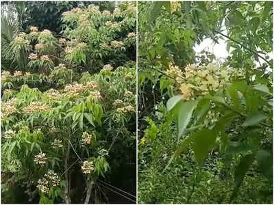 മാധവിക്കുട്ടിയുടെ ഓർമ്മകൾ ഉണർത്തി കനകക്കുന്നിൽ നീർമാതളം പൂത്തു...വീഡിയോ കാണാം