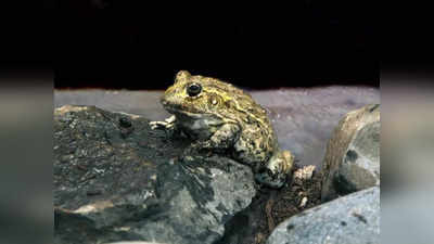 African Bullfrog: जहरीले सांप तक खा जाता है यह मेंढक, वजन 3 किलो से भी ज्यादा