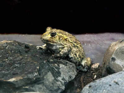 African Bullfrog: जहरीले सांप तक खा जाता है यह मेंढक, वजन 3 किलो से भी ज्यादा