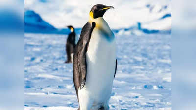 जिन्हें आप पेंग्विन समझते हैं क्या वो एलियंस हैं? मिले दूसरे ग्रह से कनेक्शन के सबूत