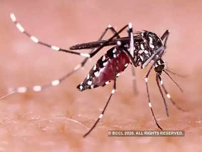 dengue serotype 2  : डेंग्यूचा ताप वाढला! महाराष्ट्र, यूपीसह ११ राज्यांना नव्या स्ट्रेनवरून केंद्राचा इशारा
