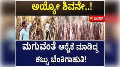 ಬೆಂಕಿ ಅವಘಡದಲ್ಲಿ ಕಬ್ಬು ಬೆಳೆ ಕಳೆದುಕೊಂಡ ಬೀದರ್ ರೈತ: ಸರ್ಕಾರದ ನೆರವಿಗೆ ಮೊರೆ!