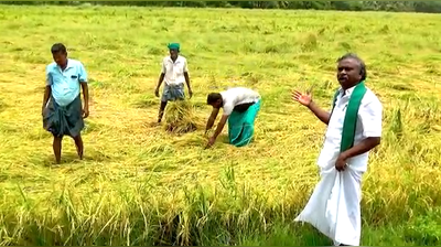 தமிழக அரசு செய்த பெரிய தவறு?;                                                               3.50 லட்சம் ஏக்கர் நெற்பயிர் நாசம்!